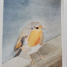 Pettirosso . Ilustração tradicional projeto de Ornella Ferrari - 27.10.2021