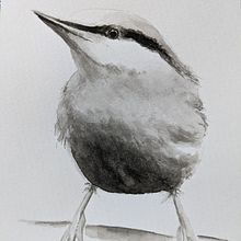 Nut bird with Sarah Stokes, watercolour. Traditional illustration project by Sue Orchison - 10.28.2021