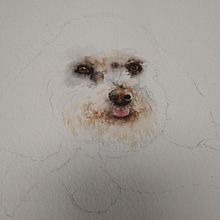 My project in Expressive Animal Portraits in Watercolor course. Un projet de Illustration traditionnelle, Aquarelle, Dessin réaliste et Illustration naturaliste de Harriet Withers - 23.10.2021