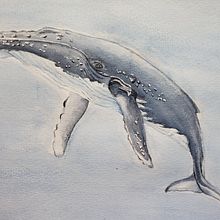 Tecnicas de ilustración nauralista: ballenas en acuarela . Watercolor Painting project by MANUEL BOROBIO DE MIGUEL - 10.30.2021