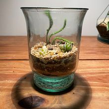 My project in Plant Art: Create Your Own Open Terrarium  course. Interior Design, L, scape Architecture, Decoration, DIY, Floral, and Plant Design project by fernandezpablo85 - 10.30.2021