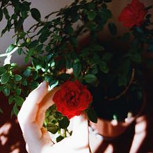 Flores (Já ouviu falar das flores?). Un projet de Musique , et Écriture de Marina Carpini - 01.11.2021