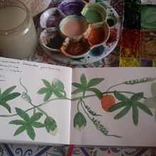 Mi Proyecto del curso: Ilustración botánica con acuarela . % Mar Abujas tarafından hazırlanan Geleneksel illüstras, on, Güzel sanatlar, Tablo, Çizim, Sulubo, a Resim, Botanik İllüstras, on, Ve Tasarım projesi - 11.02.2021