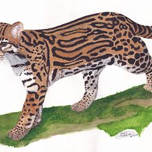 Meu projeto do curso: Ilustração científica de animais em aquarela. Een project van Traditionele illustratie, Aquarelschilderen, Realistische tekening y Naturalistische illustratie van Paulo Frederico Oliveira - 03.11.2021