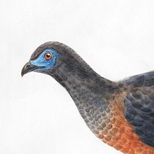 Mi Proyecto del curso: Ilustración científica de animales en acuarela. Un proyecto de Ilustración tradicional, Pintura a la acuarela, Dibujo realista e Ilustración naturalista				 de Carlos Pereyra - 03.11.2021