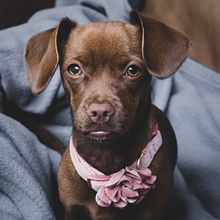 Mi Proyecto del curso: Introducción a la fotografía de perros. Een project van Fotografie, Portretfotografie, Studiofotografie,  Documentairefotografie, Lifestyle fotografie e Interieurfotografie van Leila Aquino - 03.11.2021