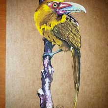 Meu projeto do curso: Ilustração naturalista de aves com aquarela. Un progetto di Illustrazione tradizionale, Pittura ad acquerello, Disegno realistico e Illustrazione naturalistica di Werneck Castro - 04.11.2021