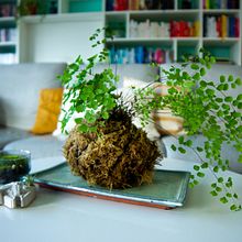 My project in Kokedamas: Create Natural Moss Pots  course. Arts, Crafts, Interior Design, L, scape Architecture, Decoration, DIY, Floral, and Plant Design project by Annelies - 11.04.2021