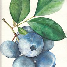 Il mio progetto del corso: Illustrazione botanica con acquerello. Projekt z dziedziny Trad, c, jna ilustracja,  Sztuki piękne,  Malarstwo,  R, sunek, Malowanie akwarelą, R i sunek botaniczn użytkownika coloroby - 04.11.2021