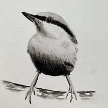 My project in Artistic Watercolor Techniques for Illustrating Birds course. Projekt z dziedziny Trad, c, jna ilustracja, Malowanie akwarelą, R, sunek realist, czn, Ilustracja naturalist i czna użytkownika Anne Scheltes - 05.11.2021