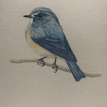 Mi Proyecto del curso: Ilustración naturalista de aves con acuarela. Un projet de Illustration traditionnelle, Aquarelle, Dessin réaliste et Illustration naturaliste de Gema López - 05.11.2021