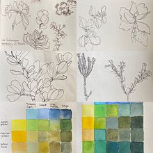 My first project on the Botanical Drawing course . Botanical Illustration project by Barbara Ewing - 11.06.2021