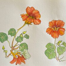 First attempt at colour - Nasturtiums . Watercolor Painting, and Botanical Illustration project by Barbara Ewing - 11.06.2021