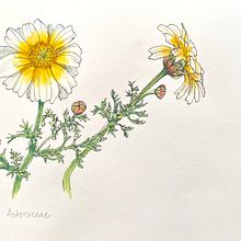 Trying white - Daisy . Botanical Illustration project by Barbara Ewing - 11.06.2021