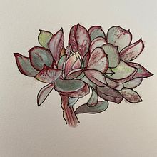 First succulent in colour . Botanical Illustration project by Barbara Ewing - 11.06.2021