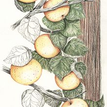 My Botanical Illustration. Traditional illustration project by Paulina Polcyn Nowacka - 11.08.2021