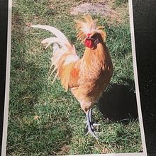 My project in Expressive Animal Portraits in Watercolor course. Un progetto di Illustrazione tradizionale, Pittura ad acquerello, Disegno realistico e Illustrazione naturalistica di Patricia Czichos - 08.11.2021