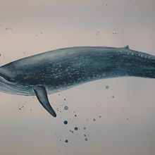 My project in Naturalist Illustration Techniques: Whales in Watercolor course. Un progetto di Illustrazione tradizionale, Design di poster , Illustrazione digitale e Manga di Małgorzata Borkowska - 09.11.2021