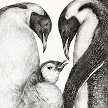 Familia Emperador. Design, Traditional illustration, Naturalistic Illustration, Drawing & Ink Illustration project by Pascale Marie Sabelle - 11.09.2021