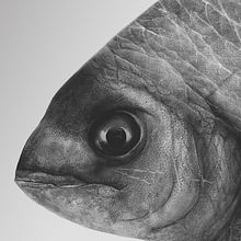 Bait. Een project van Digitale illustratie y Traditionele illustratie van Carlos Arriaga - 29.10.2021