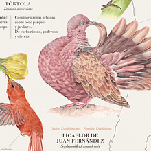 Aves de Chile - Plumíferos fantásticos. Traditional illustration, Naturalistic Illustration, Watercolor Painting, and Design project by Pascale Marie Sabelle - 11.10.2021