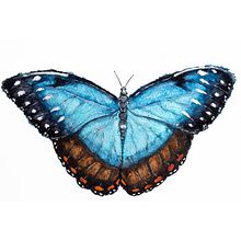 Blue Morpho (Lámina decorativa). Un progetto di Illustrazione tradizionale, Illustrazione naturalistica e Pittura ad acquerello di Aron Schultz - 30.07.2019