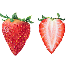 Fragaria x Ananassa. Un progetto di Illustrazione tradizionale, Illustrazione botanica, Illustrazione naturalistica e Pittura ad acquerello di Aron Schultz - 20.03.2020