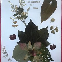 Naturaleza mi medicina. Creativit project by Socorro Loáisiga - 11.08.2021