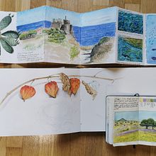 Il mio progetto del corso: Diario naturalista ad acquerello. Un progetto di Illustrazione tradizionale, Pittura ad acquerello, Illustrazione botanica, Sketchbook e Illustrazione naturalistica di Stefania Capelli - 14.11.2021