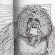Meu projeto do curso: Ilustração com tinta e bico de pena: registre o mundo natural. Sketching, Drawing, Artistic Drawing, Sketchbook, Ink Illustration, and Naturalistic Illustration project by pivato - 11.14.2021