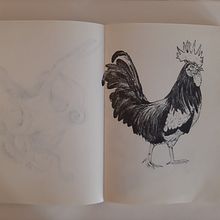 Il mio progetto del corso: Sketching quotidiano sul mondo animale.. Projekt z dziedziny Trad, c, jna ilustracja, Sketching, Kreat, wność,  R, sunek i Sketchbook użytkownika seforasalerno - 15.11.2021