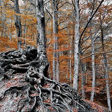 Autumn in the beech forest. Italy . Un progetto di Fotografia, Fotografia lifest e le di mariapiafestini - 15.11.2021
