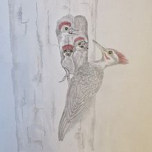 PILEATED WOODPECKER: My Final Project in "Naturalist Bird Illustration with Watercolors" Course. Traditional illustration, Watercolor Painting, Realistic Drawing, and Naturalistic Illustration project by Brad Atchison - 11.16.2021