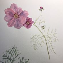 My project in Botanical Watercolor: Illustrate the Anatomy of Flowers course. Traditional illustration, Fine Arts, Painting, Drawing, Watercolor Painting, and Botanical Illustration project by Cindy Faulkner - 11.12.2021