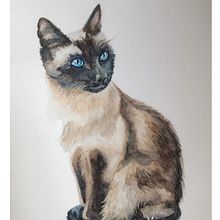Siamese cat using 4 colours . Un proyecto de Ilustración tradicional, Bellas Artes, Pintura y Pintura a la acuarela de Michela Gissi - 15.11.2021