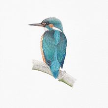 Il mio progetto del corso: Illustrazione scientifica di animali ad acquerello. Un proyecto de Ilustración tradicional, Pintura a la acuarela, Dibujo realista e Ilustración naturalista				 de Sara Scheggi - 16.11.2021