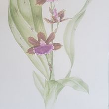 Ilustração Botânica. Fine Arts, Painting, Drawing, Watercolor Painting, Realistic Drawing, and Botanical Illustration project by Antonio Schrega - 11.16.2021