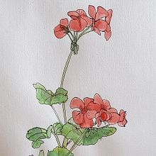 My project in Botanical Sketchbooking: A Meditative Approach course. Een project van Traditionele illustratie,  Schetsen,  Tekening, Aquarelschilderen,  Botanische illustratie y Sketchbook van lucettehindin - 19.11.2021