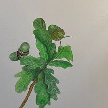 Drawing with pencil. Traditional illustration project by Nina Pearson - 11.19.2021