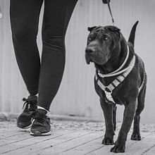 Mi Proyecto del curso: Fotografía lifestyle de perros. Een project van Fotografie, Portretfotografie, Fotografie voor Instagram,  Documentairefotografie, Lifest y le fotografie van Antonio Javier Morillas Torres - 19.09.2021