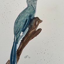 Malabar Grey Hornbill. Mi Proyecto del curso: Acuarela naturalista con expresión y personalidad. Traditional illustration, Watercolor Painting, and Naturalistic Illustration project by Elizabeth Posada - 11.20.2021