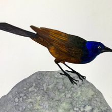 Grackle on rock. Un progetto di Belle arti di Jessie Wood - 22.11.2021