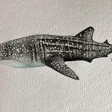 My final project in Naturalist Illustration Techniques: Whales in Watercolor course. Traditional illustration, Poster Design, Digital Illustration, and Manga project by Tracey Knox - 11.23.2021