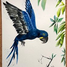 Illustrer la nature : le ara hyacinthe. Un progetto di Illustrazione tradizionale, Pittura, Disegno, Pittura ad acquerello, Illustrazione con inchiostro e Illustrazione naturalistica di mina_inverse - 19.12.2021
