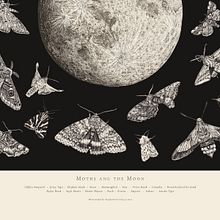 Moths and the Moon Ein Projekt aus dem Bereich Traditionelle Illustration von stephlecocq - 18.11.2021
