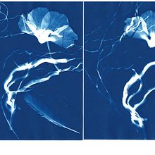 Photography and cyanotopie . % albrandstetter tarafından hazırlanan Fotoğrafçılık projesi - 11.26.2021
