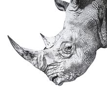 Rinoceros. Een project van  Beeldende kunst,  Illustratie met inkt y  Tekening van Amélie Noel - 26.11.2021