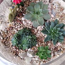 Mi Proyecto del curso: Arte vegetal: Mi primer terrario. Projekt z dziedziny Projektowanie wnętrz, Architektura krajobrazu,  Dekoracja wnętrz i DIY użytkownika Jacquelin Bobea Torres - 27.11.2021