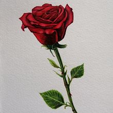 Illustrazione botanica con acquerello. Un proyecto de Ilustración tradicional de Erika Utzeri - 25.11.2021