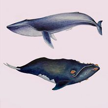 My project in Naturalist Illustration Techniques: Whales in Watercolor course. Traditional illustration, Poster Design, Digital Illustration, and Manga project by Dian Nugrahaningsari - 11.28.2021